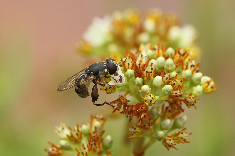 Syritta... pipiens